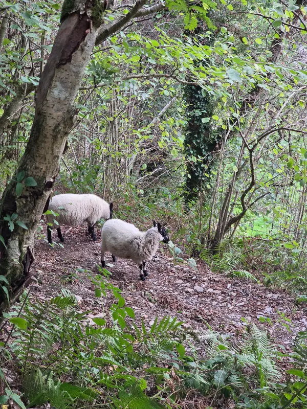 Photo 2 of 4, taken at 17:21 near Llanfihangel Glyn Myfyr