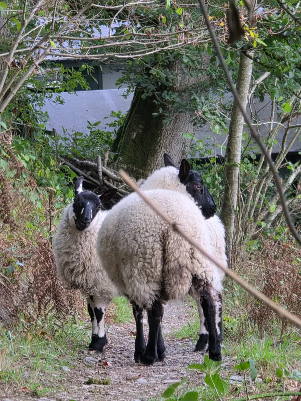 Photo 3 of 4, taken at 17:21 near Llanfihangel Glyn Myfyr