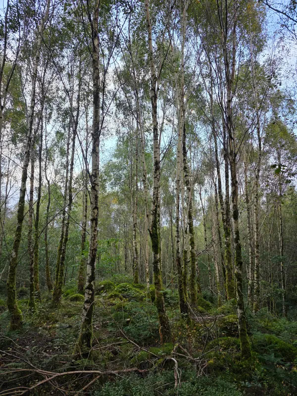Photo 1 of 2, taken at 18:35 near Balmaha